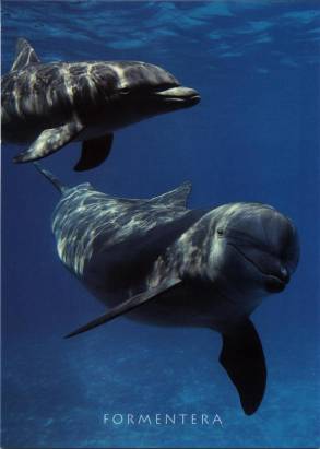 Delphine vor Formentera - zum Schließen ins Bild klicken