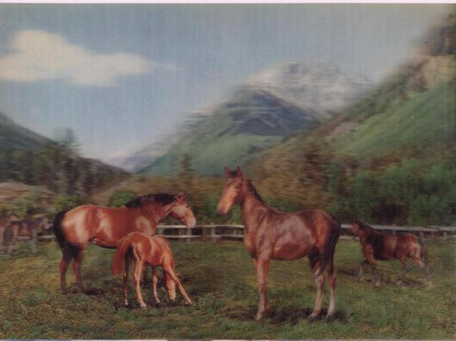 Horse - Click Image to Close