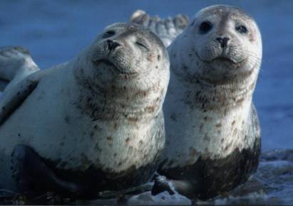 Seals - Click Image to Close