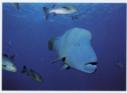 Napoleon Fish - Click Image to Close