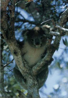 Koala - zum Schließen ins Bild klicken