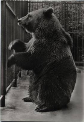 Brown Bear - Click Image to Close