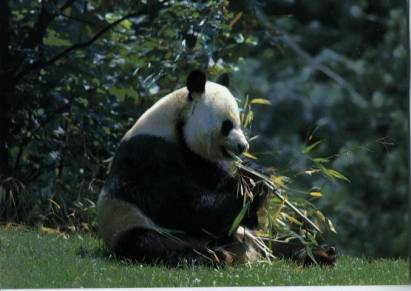 Grosser Panda - zum Schließen ins Bild klicken