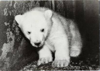 young Polar Bear - Click Image to Close