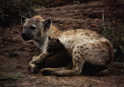 Spotted Hyena - Click Image to Close