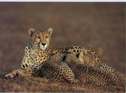 Cheetah - Click Image to Close