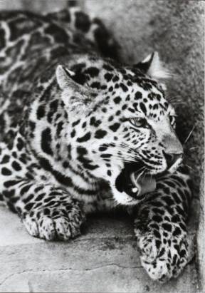 Nordchinesischer Leopard - zum Schließen ins Bild klicken