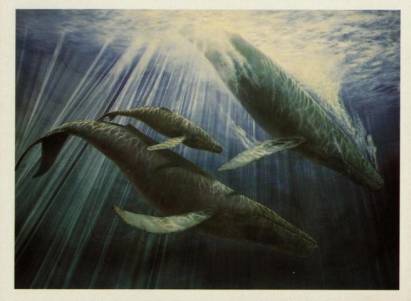 "Whale song" by Malcolm Horton - zum Schließen ins Bild klicken