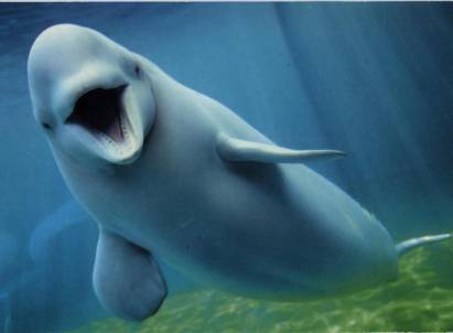 Beluga Wal - zum Schließen ins Bild klicken