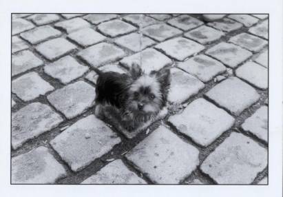 Yorkshire Terrier - Click Image to Close