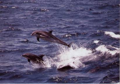Pacific Dolphins - Click Image to Close