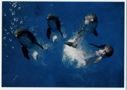Delfine - zum Schließen ins Bild klicken
