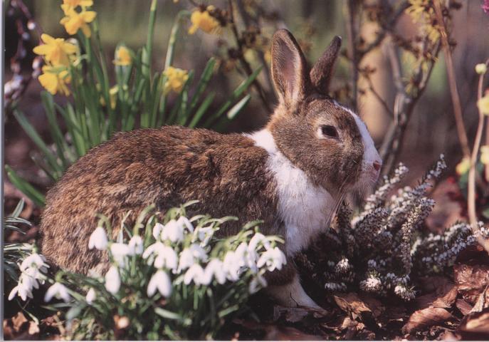 Rabbit - Click Image to Close