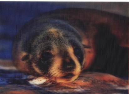 3D New Zealand Fur Seal - Click Image to Close