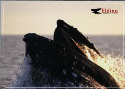 Elding Wale beobachten - zum Schließen ins Bild klicken