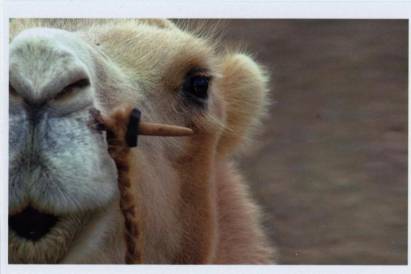 mongolisches Kamel - zum Schließen ins Bild klicken