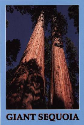 Giant Sequoia, Sierra Nevada - zum Schließen ins Bild klicken