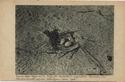 Raubseeschwalben-Nest (Nord-Sylt) - zum Schließen ins Bild klicken