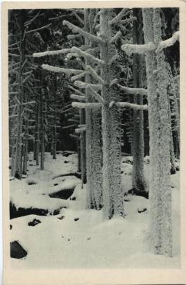 Oberlausitzer Winterbilder - Zauberwald - zum Schließen ins Bild klicken