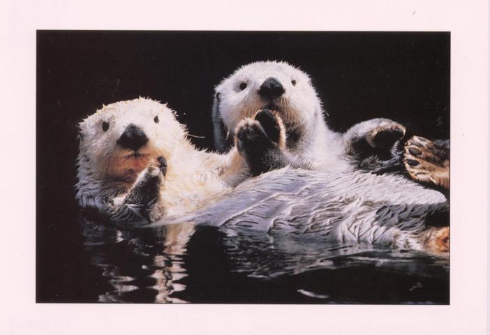 Otter - zum Schließen ins Bild klicken