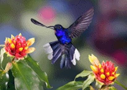 3D Kolibri Purpurdegenflügel - zum Schließen ins Bild klicken