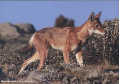 Abessinischer Wolf, Sanetti-Plateau - zum Schließen ins Bild klicken