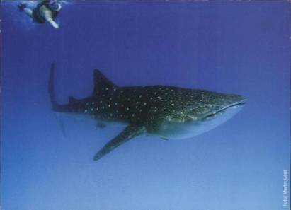 Whale Shark with Diver - Click Image to Close