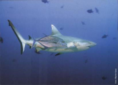 Hai mit anderem Fisch - zum Schließen ins Bild klicken