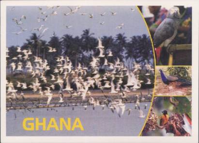 Vögel in Ghana - zum Schließen ins Bild klicken