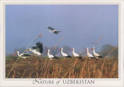 Störche, Usbekistan - zum Schließen ins Bild klicken