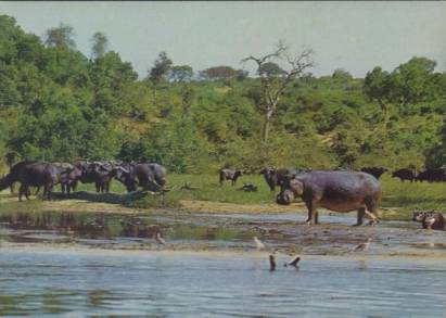 Nilpferde und Kaffernbüffel - zum Schließen ins Bild klicken