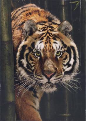 Tiger - zum Schließen ins Bild klicken