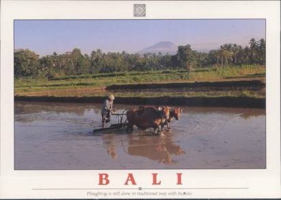 Bali, traditioneller Pflug mit Büffel - zum Schließen ins Bild klicken
