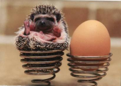 Hedgehog in an egg cup - Click Image to Close
