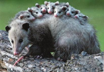 Virginia-Possum with young - Click Image to Close
