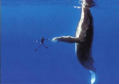 Wal trifft Taucher vor Hawaii - zum Schließen ins Bild klicken