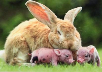 Giant rabbit with two piglets - Click Image to Close