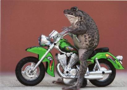 Frog on Motorcycle in Pattaya/Thailand - Click Image to Close