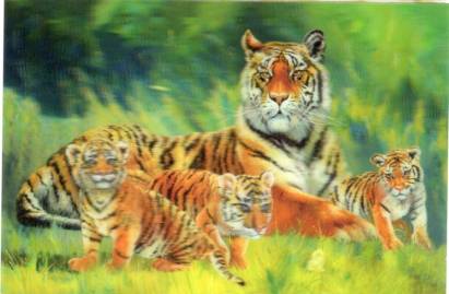 3D tiger family - Click Image to Close