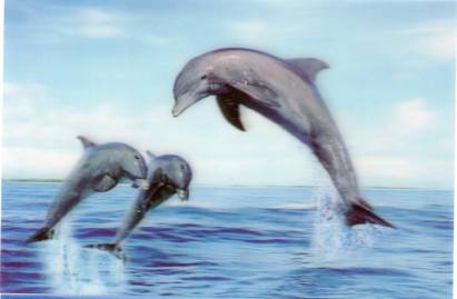 3D Delfine - zum Schließen ins Bild klicken