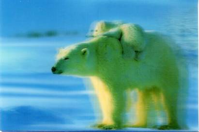 3D polar bears - Click Image to Close