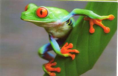 3D frog - Click Image to Close