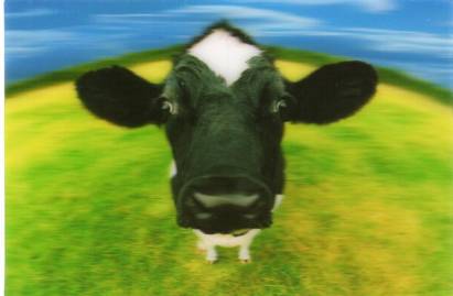 3D Kuh - zum Schließen ins Bild klicken