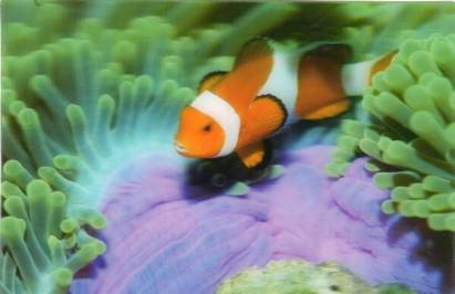 3D Clownfisch - zum Schließen ins Bild klicken