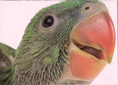 Papagai - zum Schließen ins Bild klicken