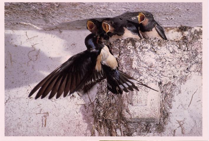 Swallows - Click Image to Close