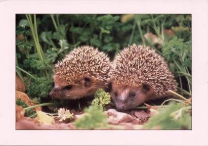 Hedgehogs - Click Image to Close