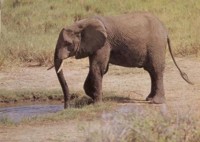 Elefant - zum Schließen ins Bild klicken