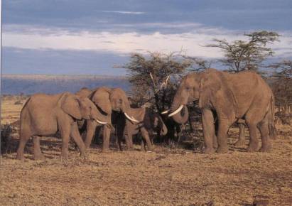 Elefanten - zum Schließen ins Bild klicken