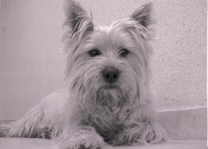 Cairn-Terrier - Click Image to Close